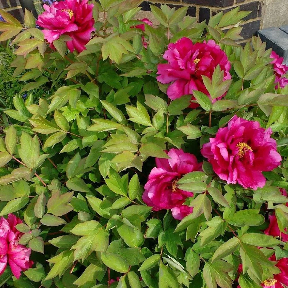 Bujor Copac Luo Yang Hong, bujor arbustiv rosu-roz, flori mari parfumate, planta perena ornamentala, inradacinat ghiveci