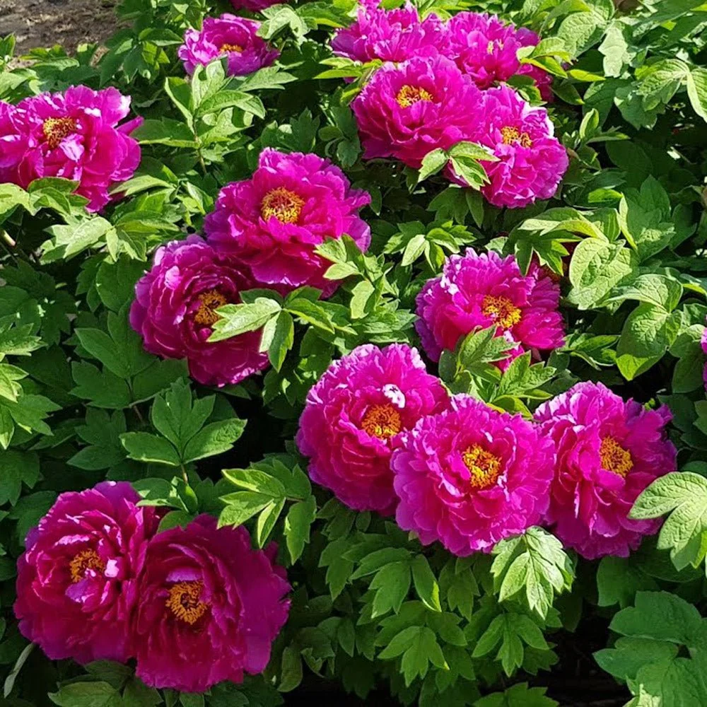 Bujor Copac Luo Yang Hong, bujor arbustiv rosu-roz, flori mari parfumate, planta perena ornamentala, inradacinat ghiveci