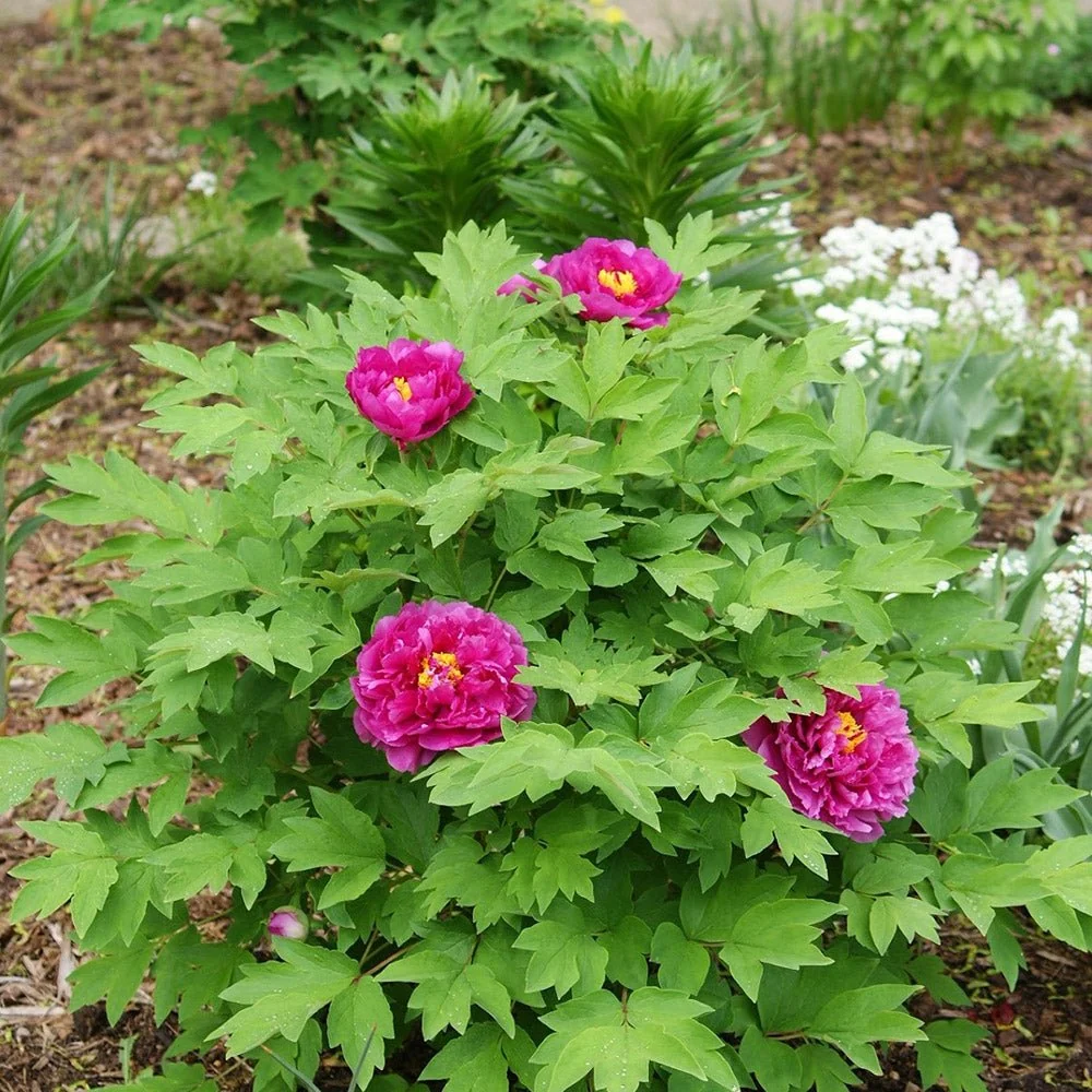Bujor Copac Luo Yang Hong, bujor arbustiv rosu-roz, flori mari parfumate, planta perena ornamentala, inradacinat ghiveci