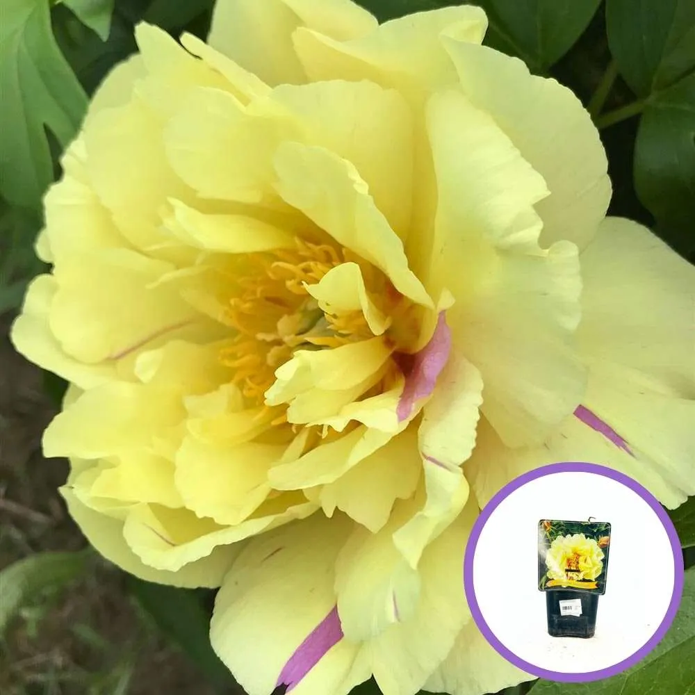 Bujor Hibrid Itoh Lemon Dream, cu flori galbene-lavandei, inradacinat ghiveci