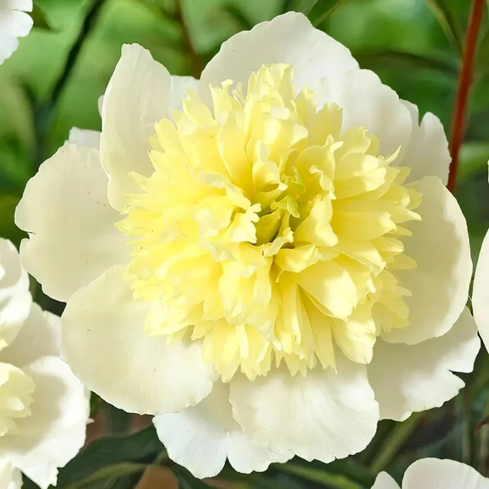 Bujori de gradina galbeni - Paeonia lactiflora 'Primevere'