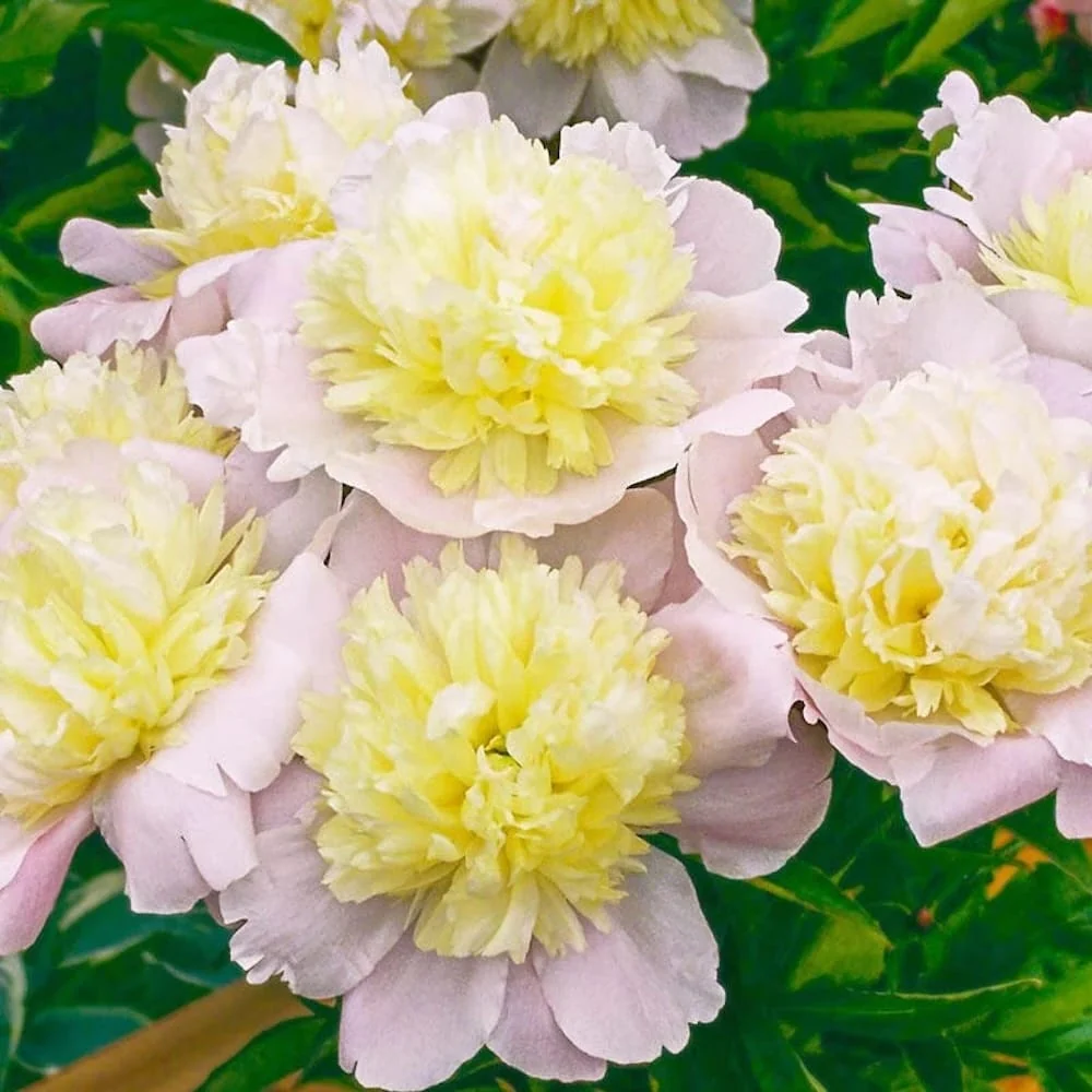 Bujori de gradina galbeni - Paeonia lactiflora 'Primevere'