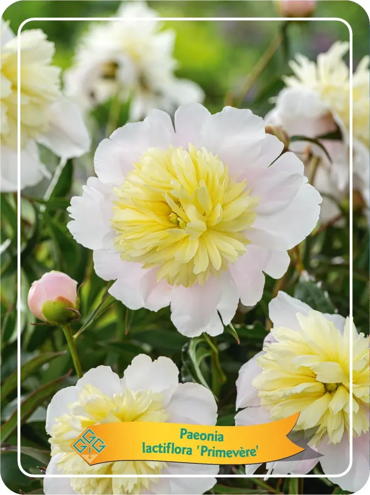 Bujori de gradina galbeni - Paeonia lactiflora 'Primevere'