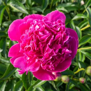 Bujori de gradina parfumati - Paeonia lactiflora 'Felix Crousse'