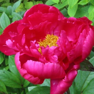Bujori de gradina parfumati - Paeonia Lactiflora 'Paula Fay'