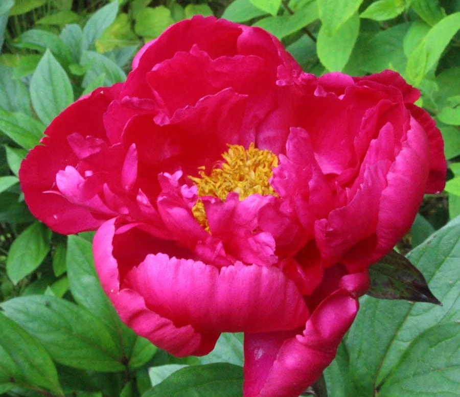 Bujori de gradina parfumati - Paeonia Lactiflora 'Paula Fay'