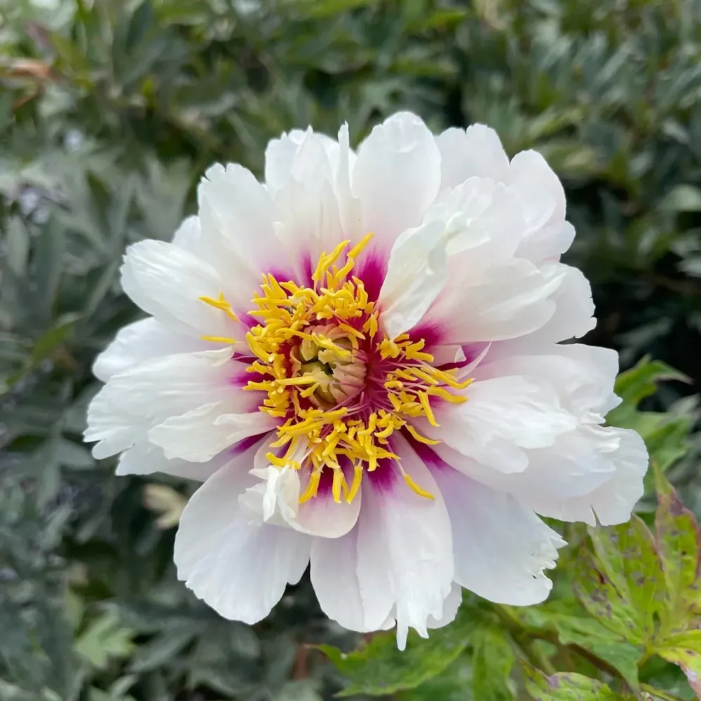 Bujori intergenerici de colectie - Paeonia 'Cora Louise' (Itoh Group)