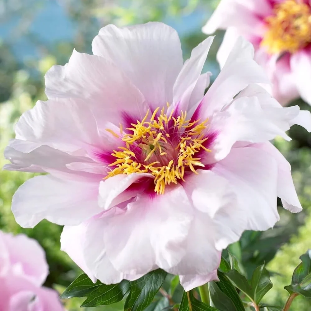 Bujori intergenerici de colectie - Paeonia 'Cora Louise' (Itoh Group)