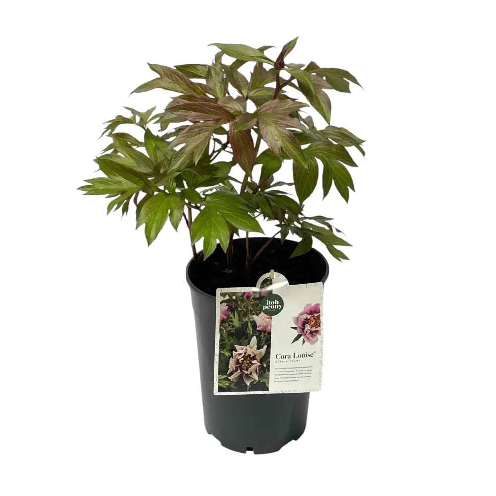 Bujori intergenerici de colectie - Paeonia 'Cora Louise' (Itoh Group)