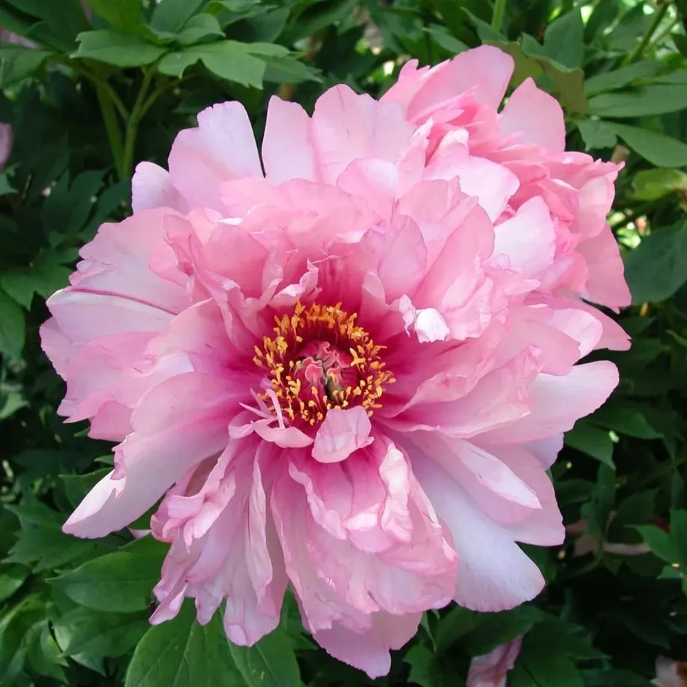 Bujori intergenerici de colectie - Paeonia 'First Arrival' (Itoh Group)