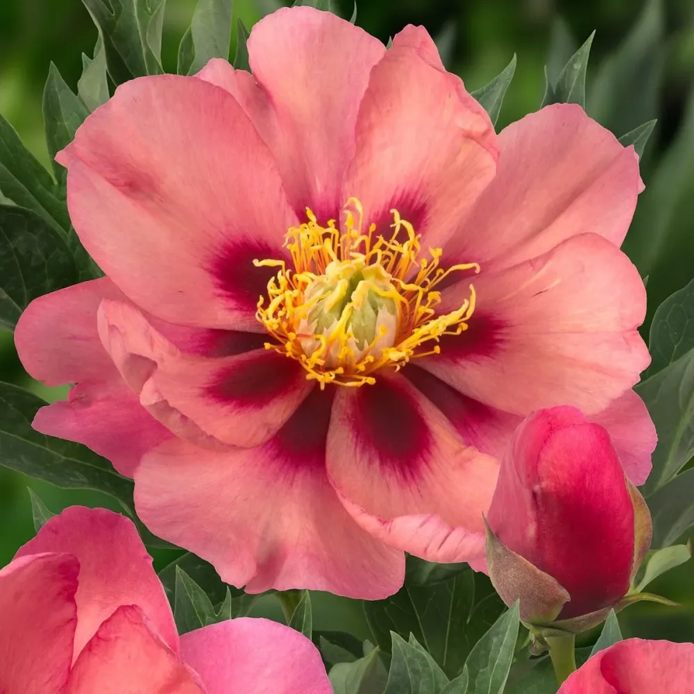Bujori intergenerici de colectie - Paeonia 'Old Rose Dandy' (Itoh Group)