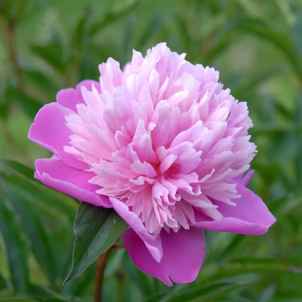 Bujori speciali - Paeonia lactflora 'Madame Furtado'