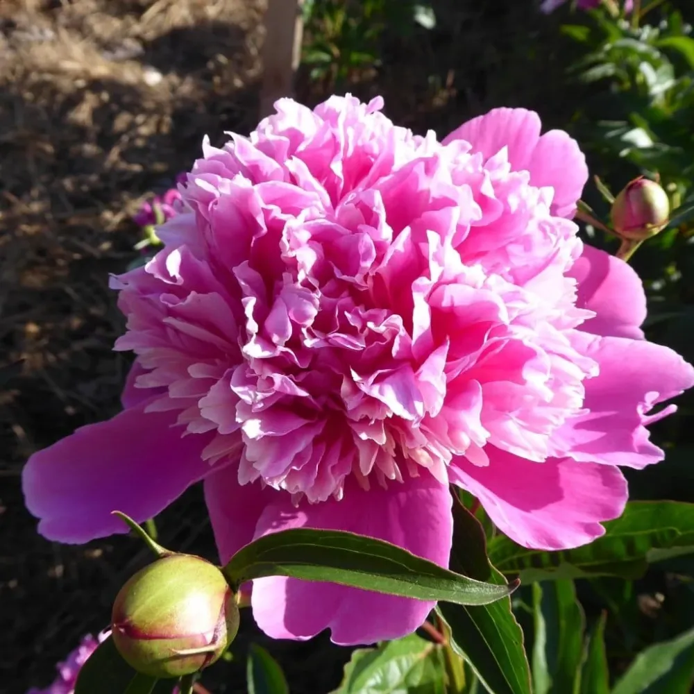 Bujori speciali - Paeonia lactflora 'Madame Furtado'