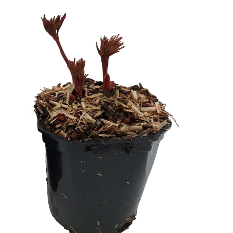 Bujori speciali - Paeonia lactflora 'Madame Furtado'