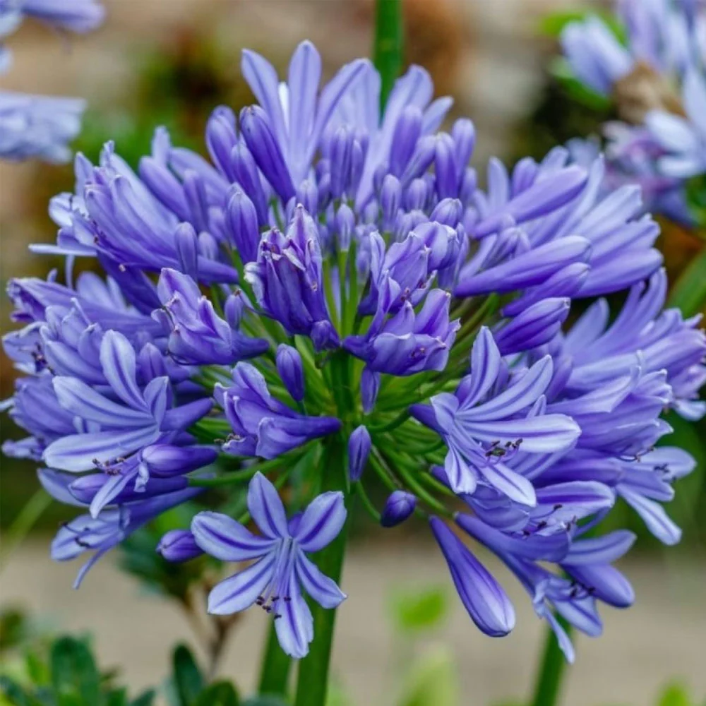 Bulbi Agapanthus Umbellatus Blue 1 buc