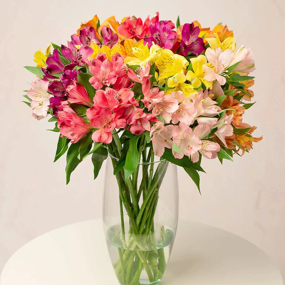 Bulbi Alstroemeria Mix 3 buc