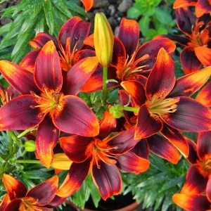 Bulbi de crini asiatici Lilium Forever Susan (2 bulbi)