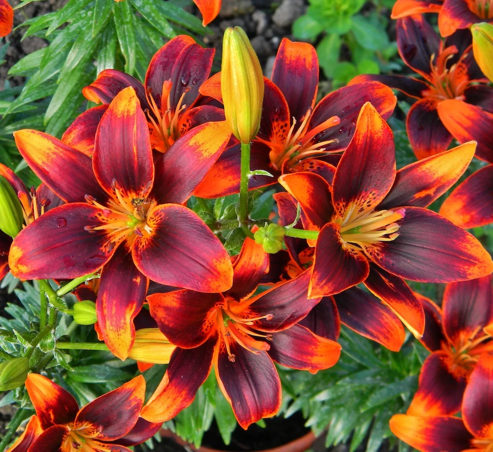 Bulbi de crini asiatici Lilium Forever Susan (2 bulbi)
