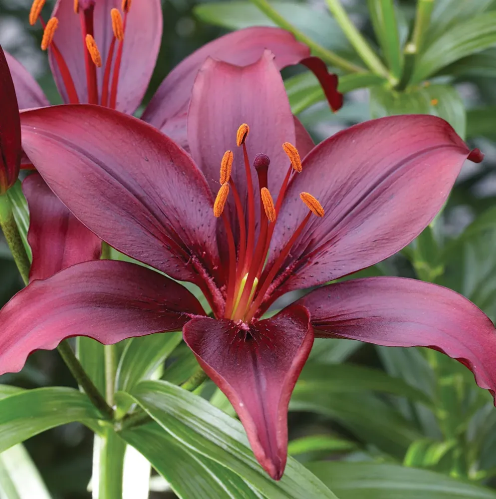Bulbi de crini asiatici Lilium Mapira ghiveci