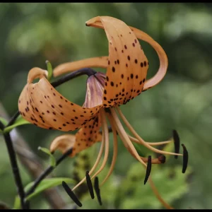Bulbi de crini asiatici Lilium Tigrinum Splendens (2 bulbi)