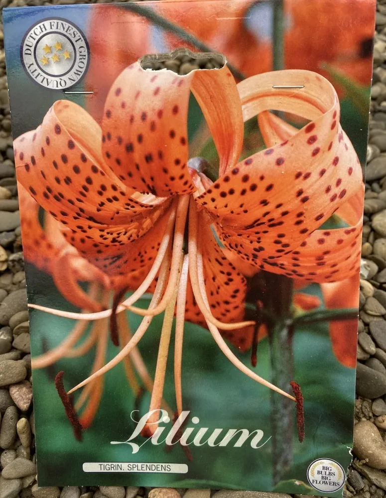 Bulbi de crini asiatici Lilium Tigrinum Splendens (2 bulbi)