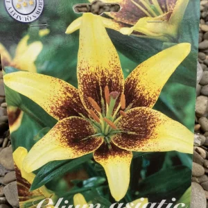 Bulbi de crini asiatici Lilium Yellow & Brown (2 bulbi)