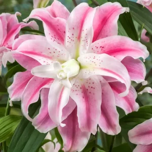 Bulbi de crini bicolori, cu flori duble - Lilium Sweet Rosy (1 bulb)