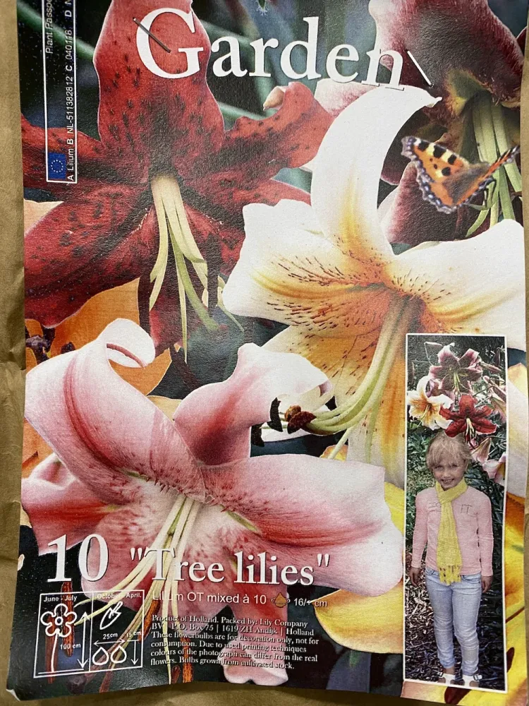 Bulbi crini de gradina - lilium mix