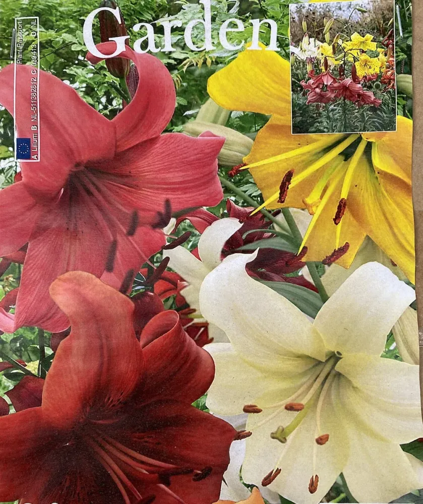 Bulbi crini de gradina - lilium mix