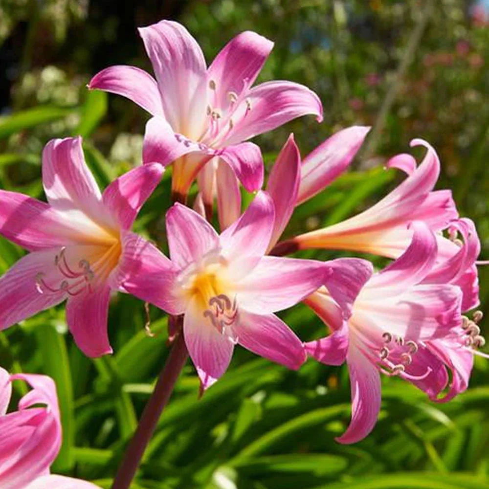 Bulbi Crinum Powelii 1buc