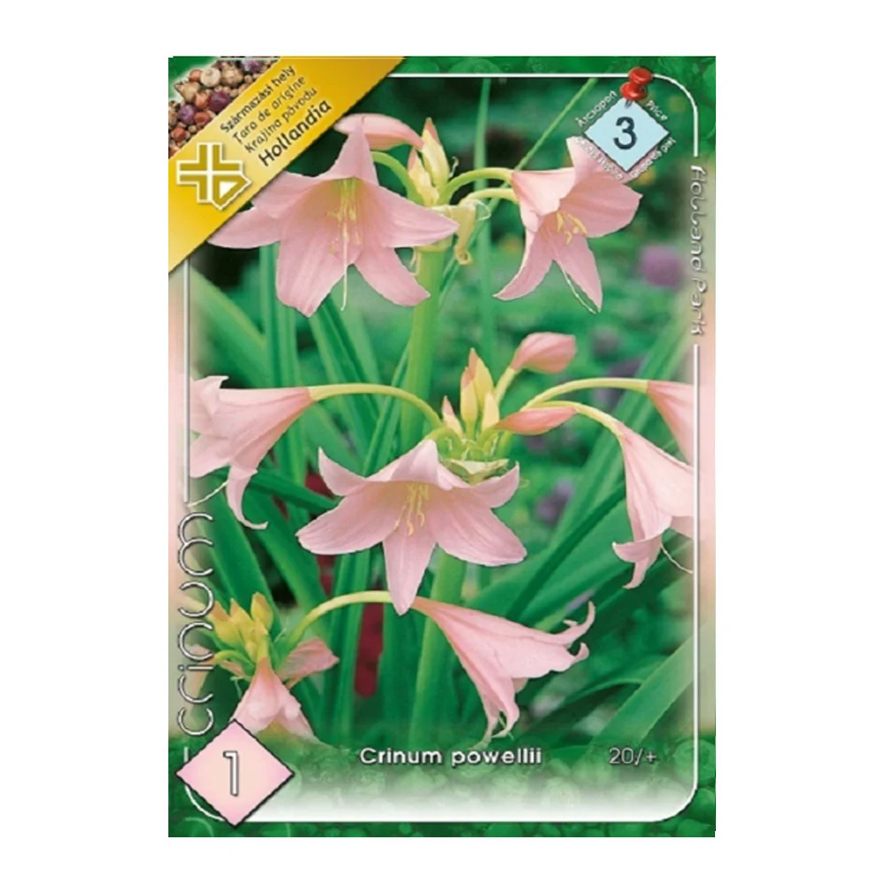 Bulbi Crinum Powelii 1buc