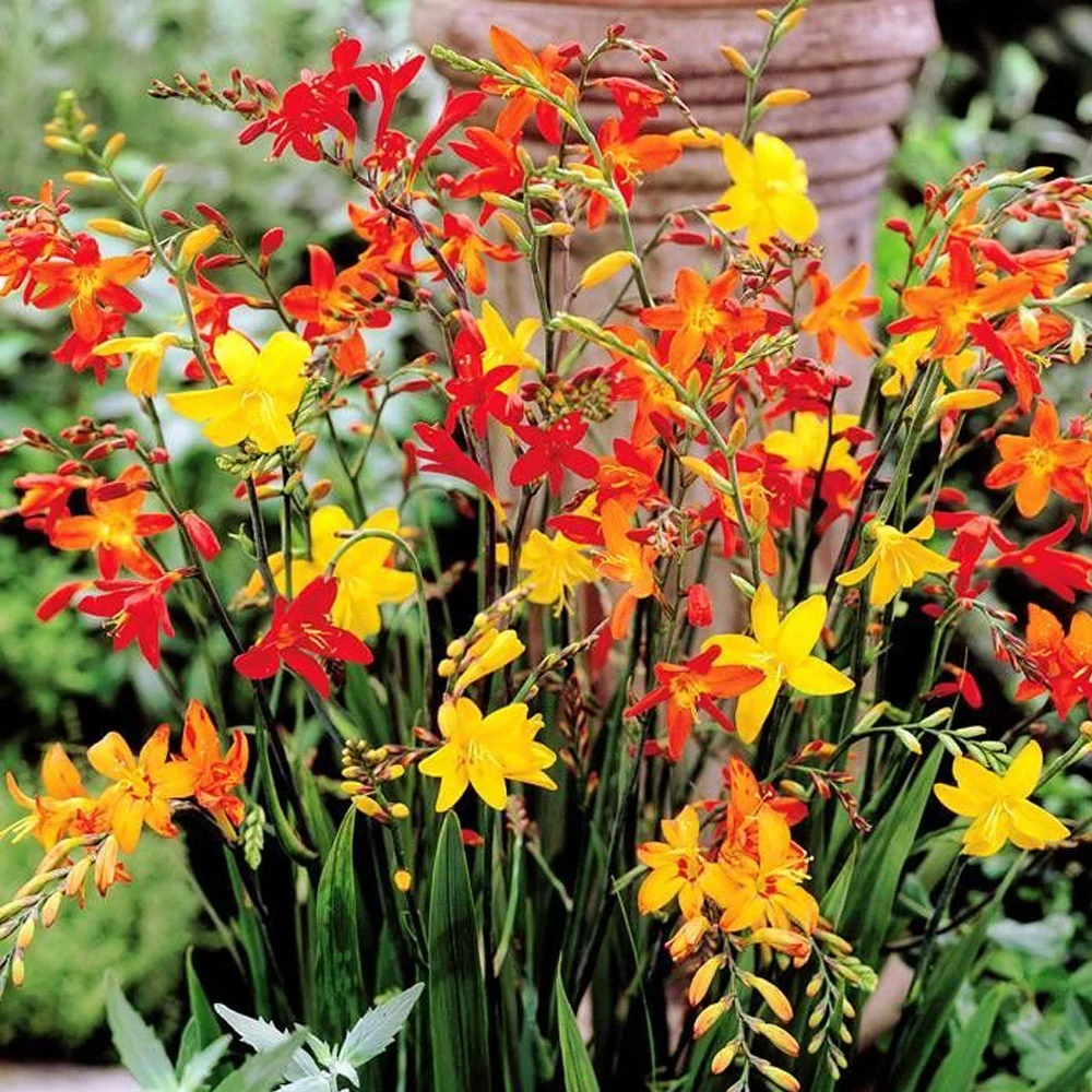 Bulbi Crocosmia mix 10 buc