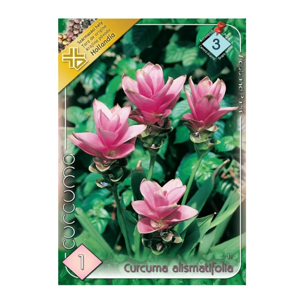 Bulbi Curcuma alismatifolia 1 buc