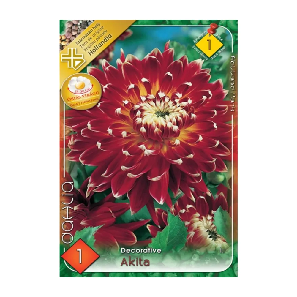 Bulbi Dalii Akita 1 buc