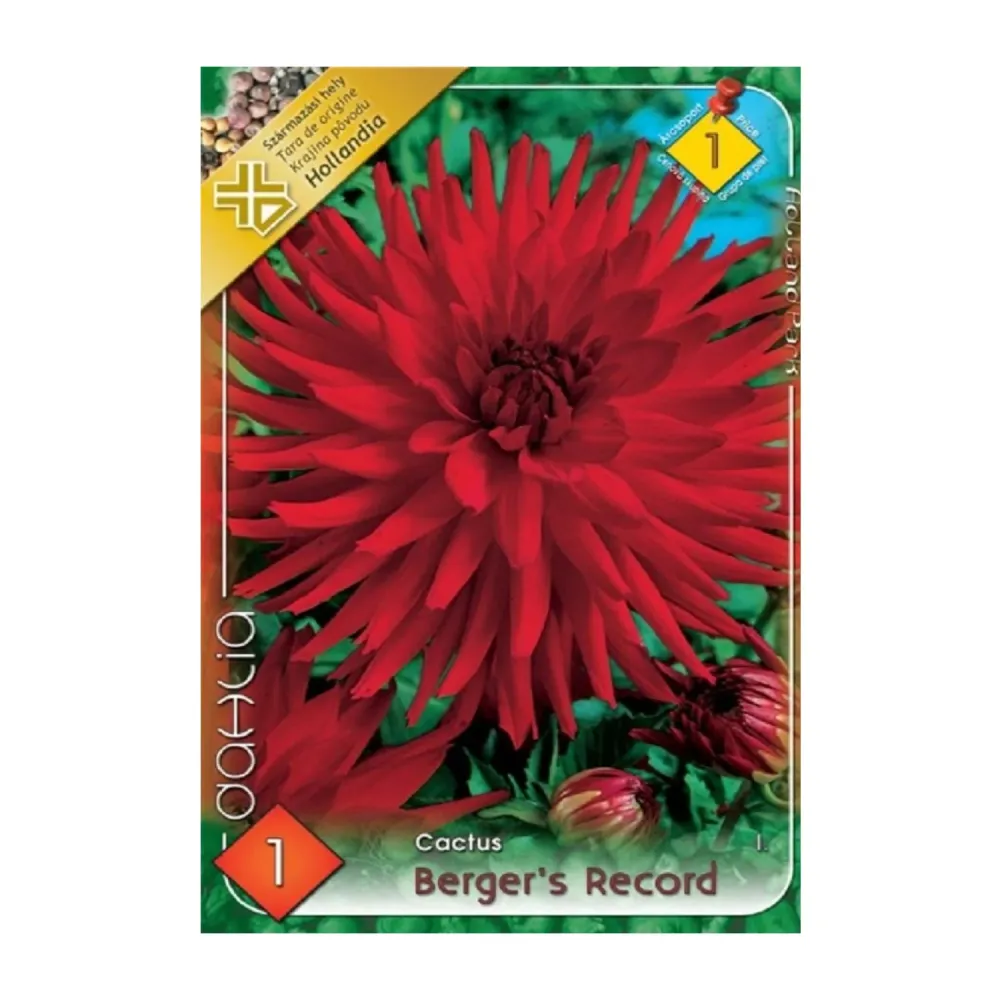 Bulbi Dalii Berger's Record 1 buc