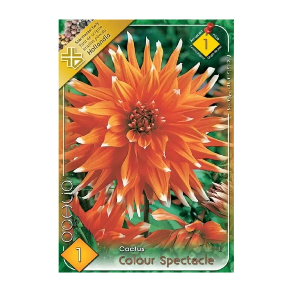 Bulbi Dalii Colour Spectacle 1 buc