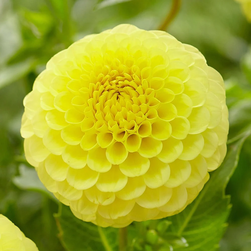 Bulbi de Dalii decorative Ball Golden Torch cu flori mari, galben, 1 bulb