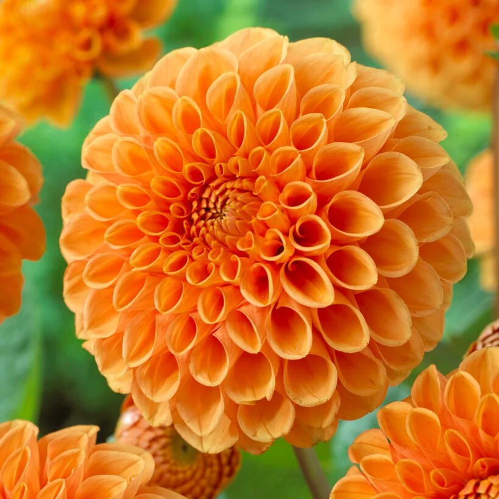 Bulbi de Dalii decorative Ball Sylvia cu flori mari, cais-apricot, 1 bulb