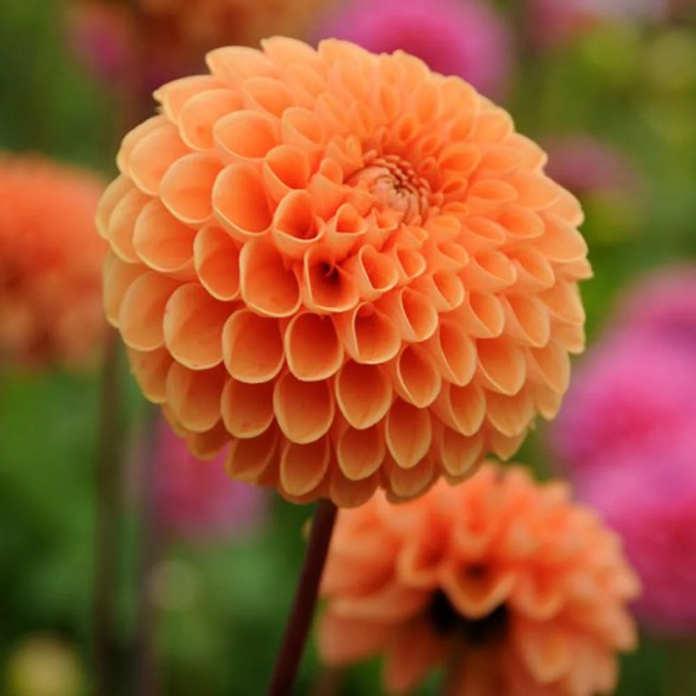 Bulbi de Dalii decorative Ball Sylvia cu flori mari, cais-apricot, 1 bulb