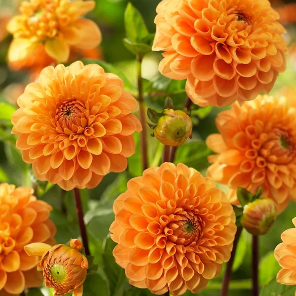 Bulbi de Dalii decorative Ball Sylvia cu flori mari, cais-apricot, 1 bulb