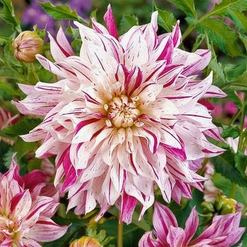 Bulbi de Dalii decorative Bristol Stripe cu flori mari, roz-palid si fucsia, 1 bulb
