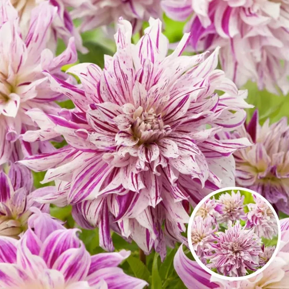 Bulbi de Dalii decorative Bristol Stripe cu flori mari, roz-palid si fucsia, 1 bulb