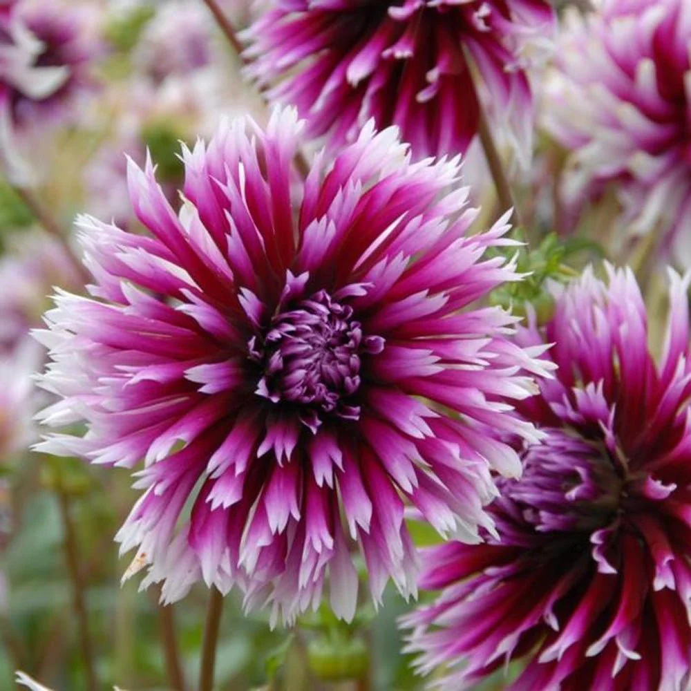 Bulbi de Dalii decorative cactus Alauna Clair Obscur cu flori mari, visiniu-violet cu varfuri albe, 1 bulb