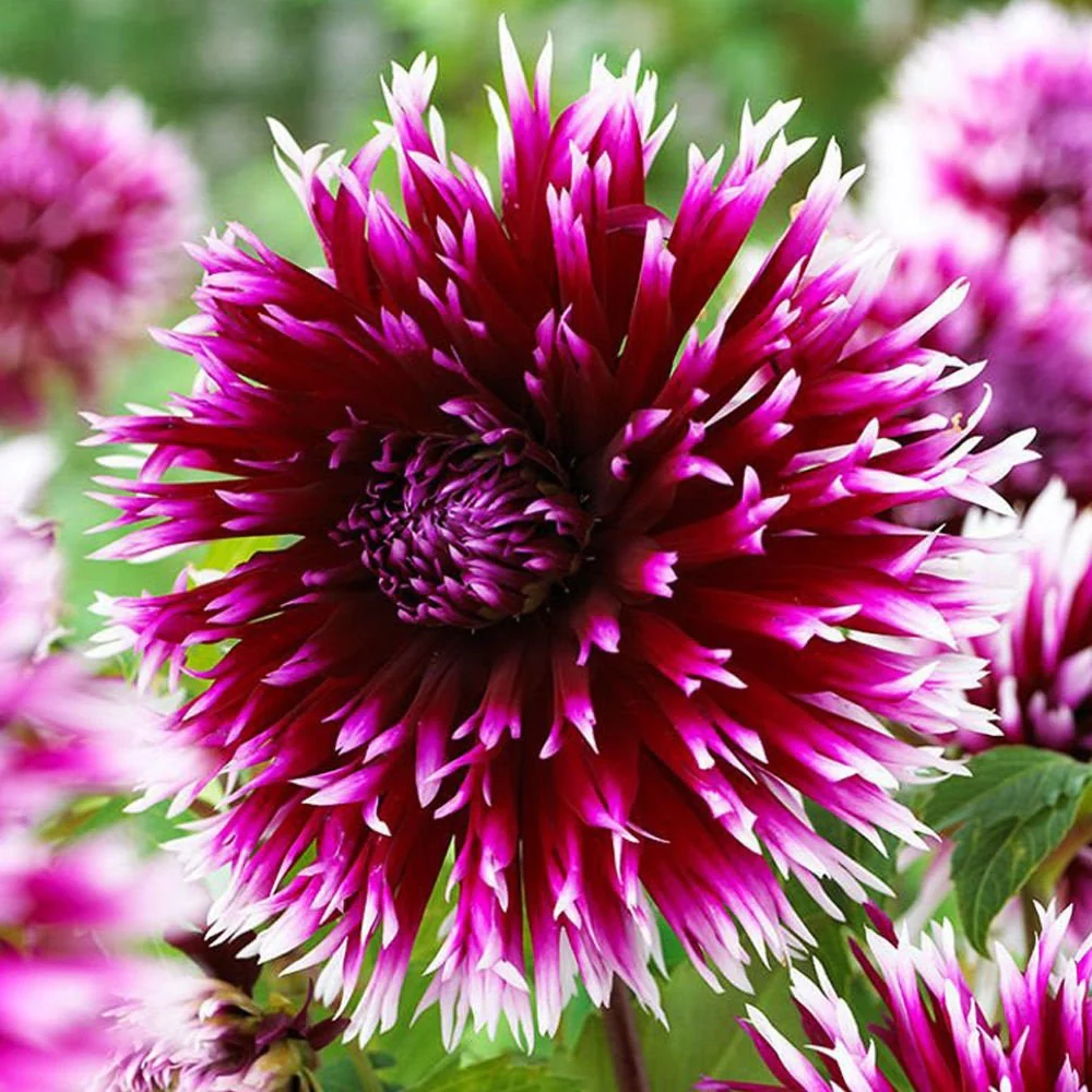 Bulbi de Dalii decorative cactus Alauna Clair Obscur cu flori mari, visiniu-violet cu varfuri albe, 1 bulb