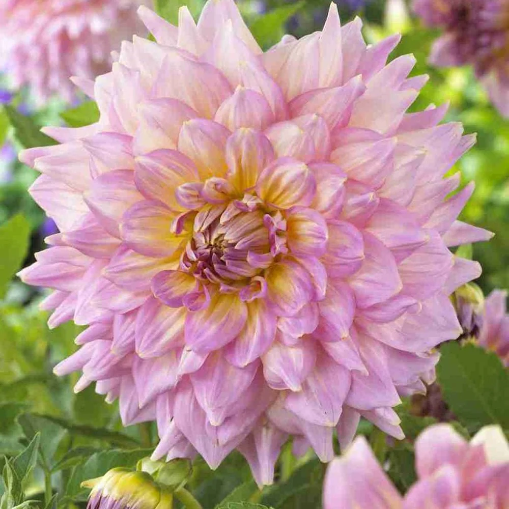 Bulbi de Dalii decorative cactus Strawberry Ice cu flori mari, roz-deschis cu insertii galben-auriu, 1 bulb
