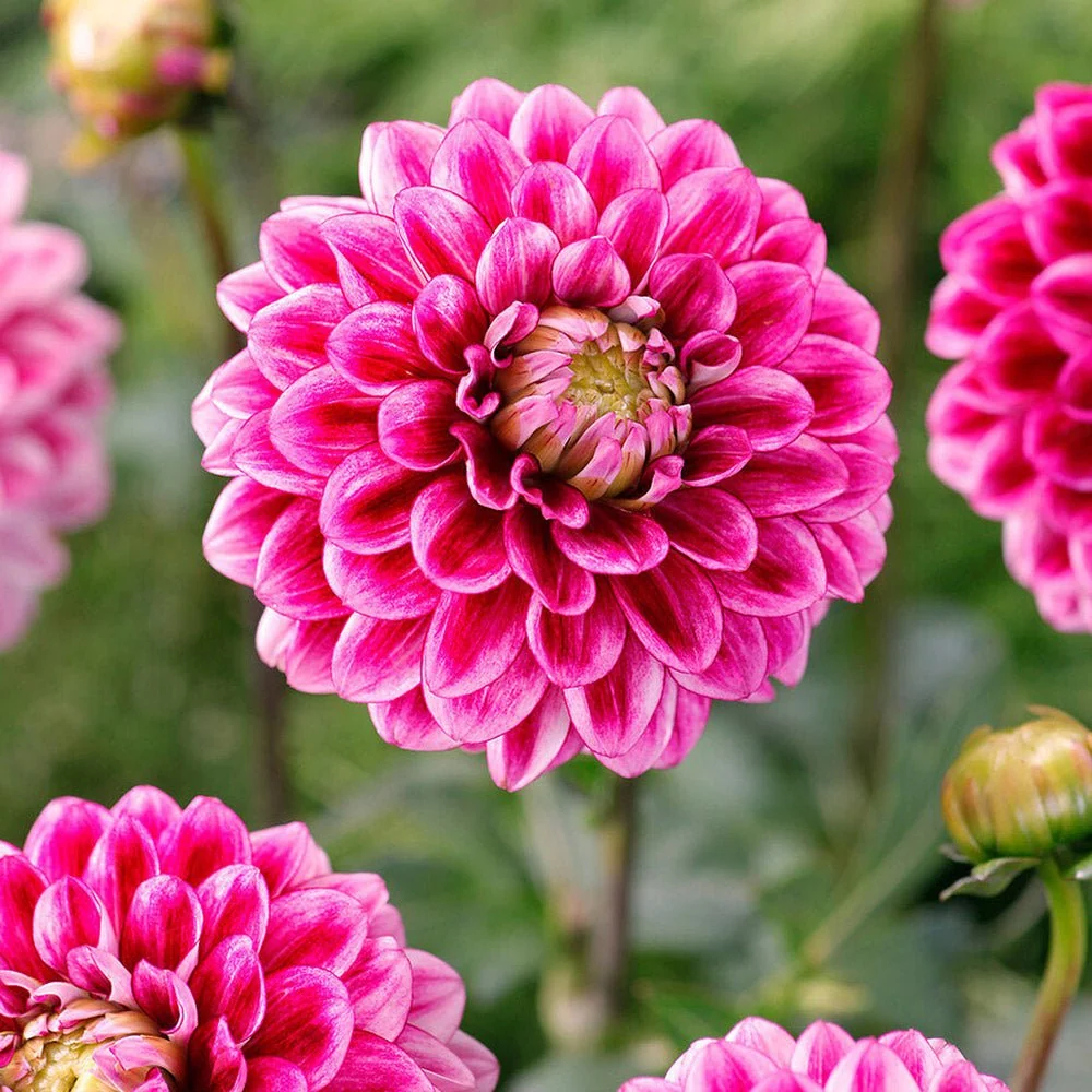 Bulbi de Dalii decorative Mylene cu flori mari, roz-inchis cu nuante albe, 1 bulb