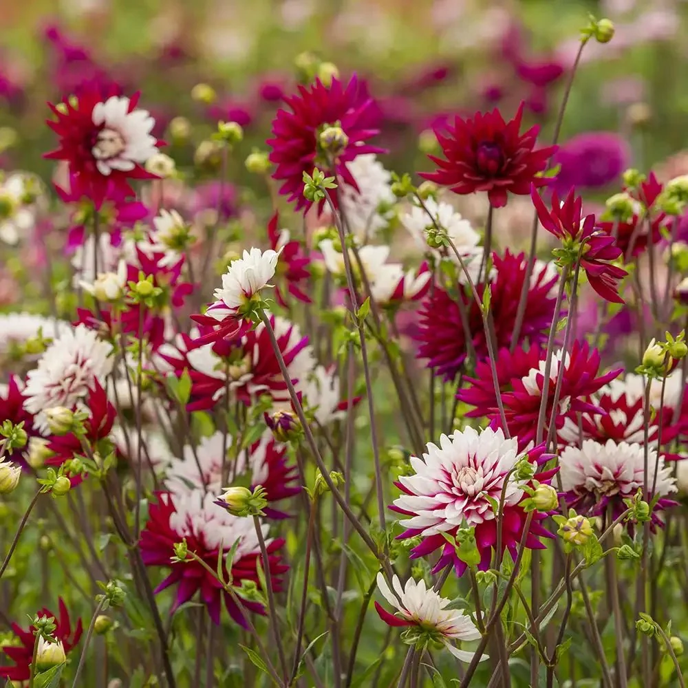 Bulbi de Dalii decorative Rebecca's World cu flori mari, combinatie alb si rosu purpuriu, 1 bulb