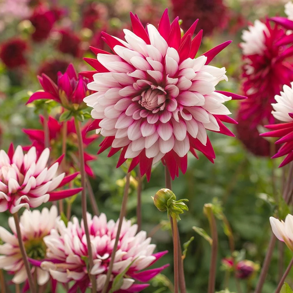 Bulbi de Dalii decorative Rebecca's World cu flori mari, combinatie alb si rosu purpuriu, 1 bulb