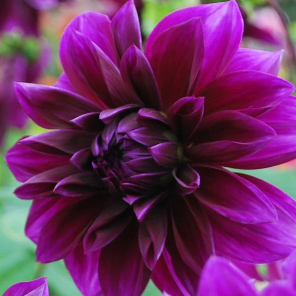 Bulbi de Dalii decorative Thomas . Edison cu flori mari, mov-inchis, 1 bulb