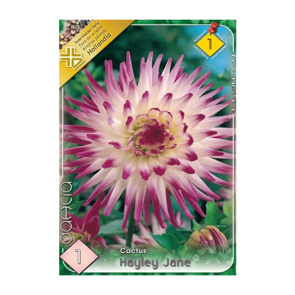 Bulbi Dalii Hayley Jane 1 buc